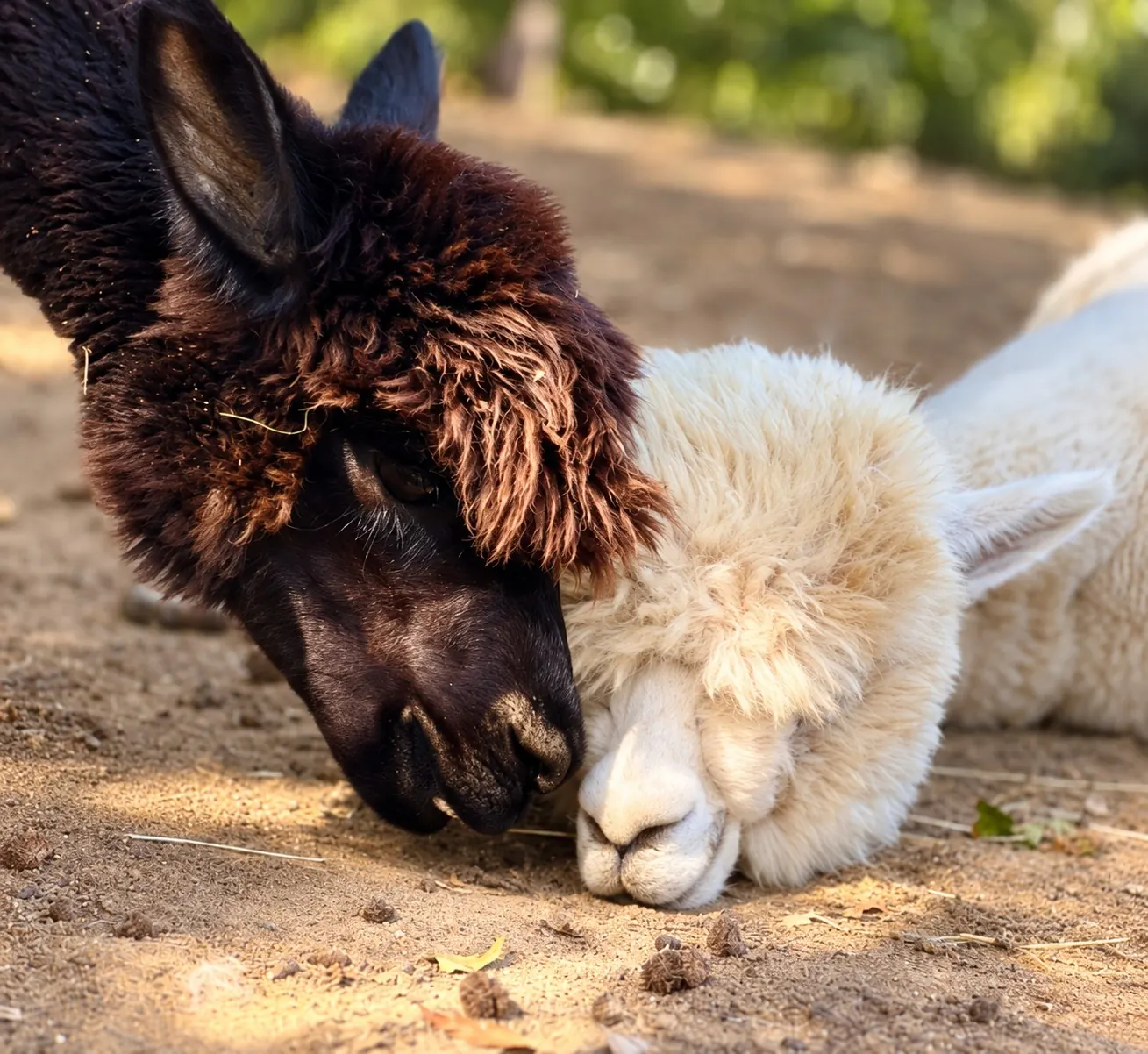 Due alpaca, uno marrone scuro e uno bianco, con i musi vicini